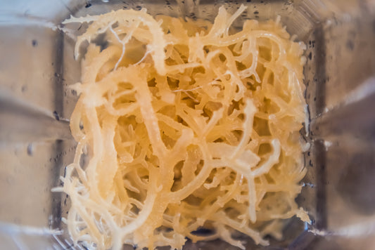 What Is Sea Moss? Its Benefits and Uses in Your Holistic Health Journey